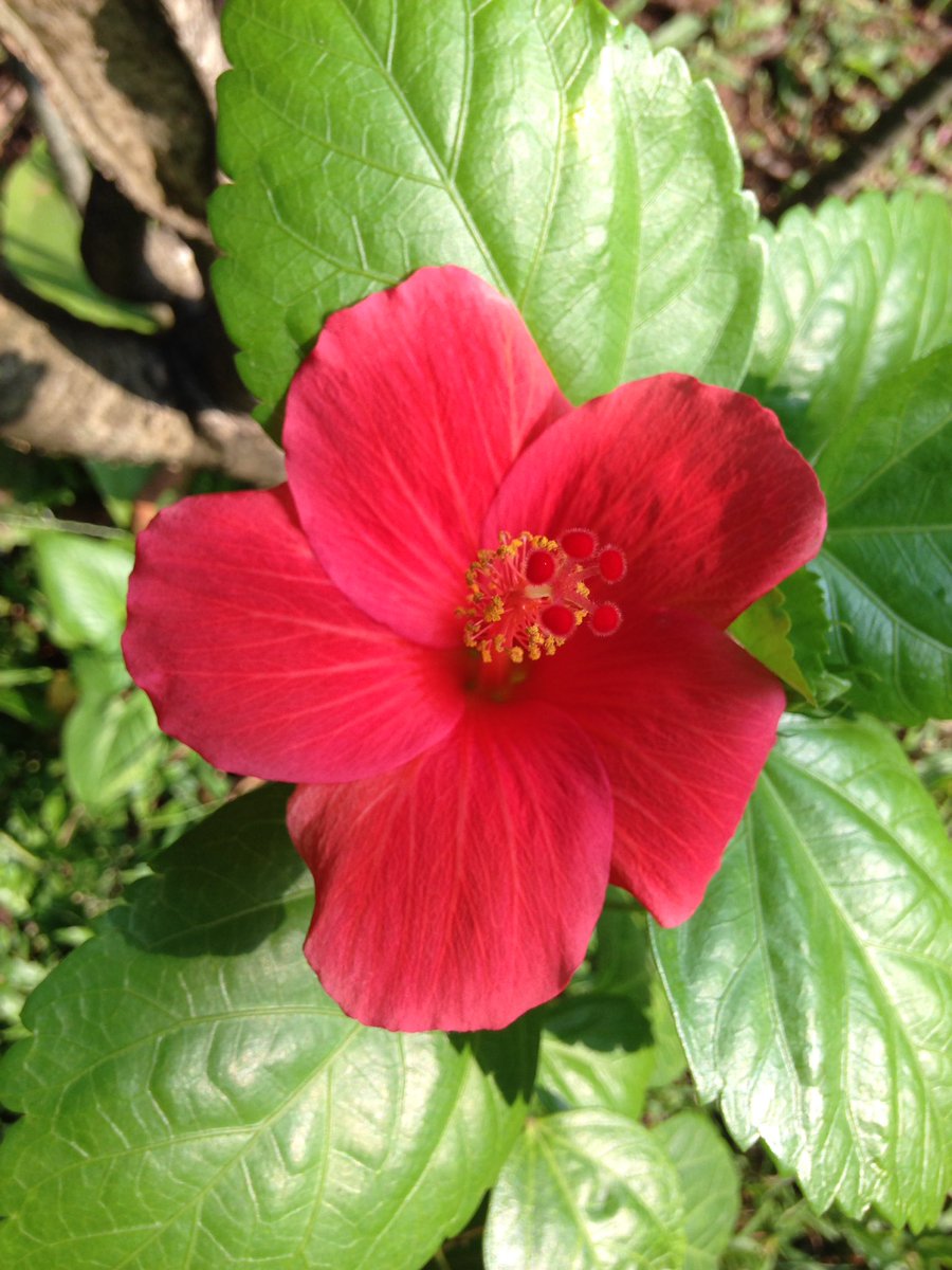 CollegeHouseCol's tweet image. Back in #Colombo and back to '#work'. Still plenty of #roomsavailable throughout #November. #Comeandstay! #hibiscus #srilanka #colombo