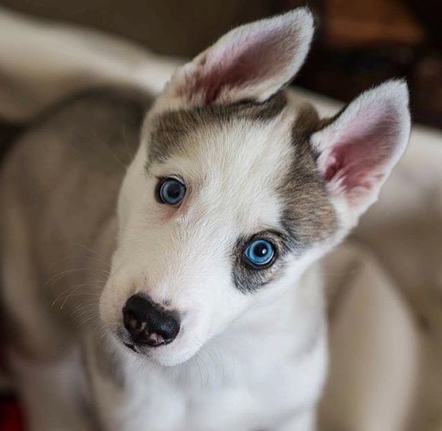 huskieshere's tweet image. Pic By: @ peteethehusky ( Ig )