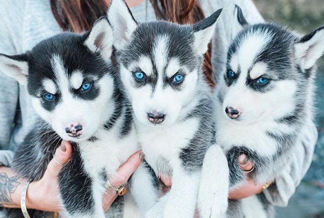 huskieshere's tweet image. Pic By: @ kvd_photography ( Ig )