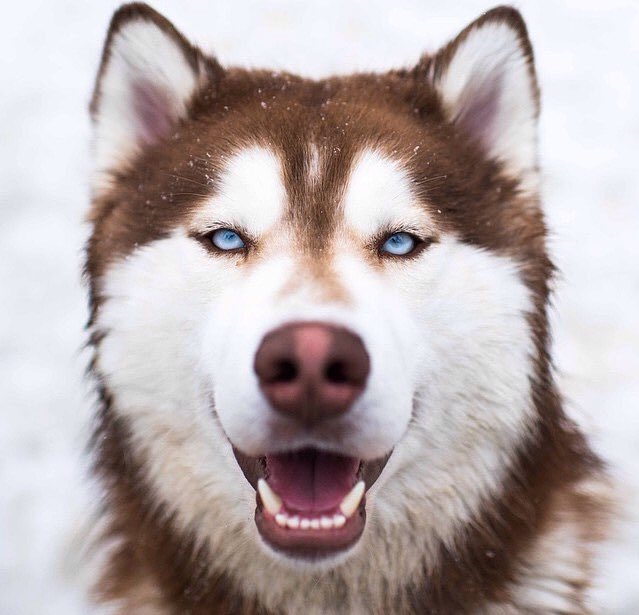 huskieshere's tweet image. Pic By: @thedogist