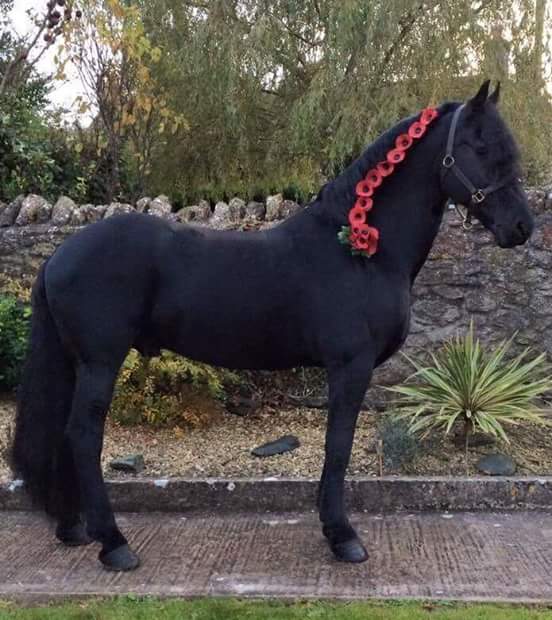 clarkeynufc79's tweet image. #animalsofwar #horsesofwar #Remembrancesunday #lestweforget #helpforheroes #rip #respect