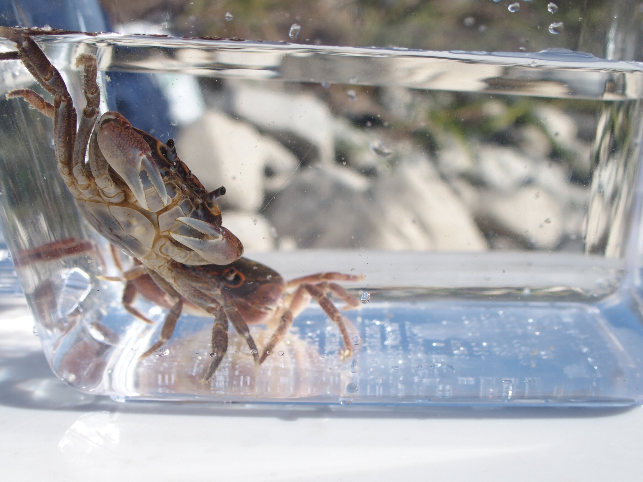 サワガニ様用 サワガニ様用 サワガニのおすすめ人気商品一覧 通販 - Yahoo