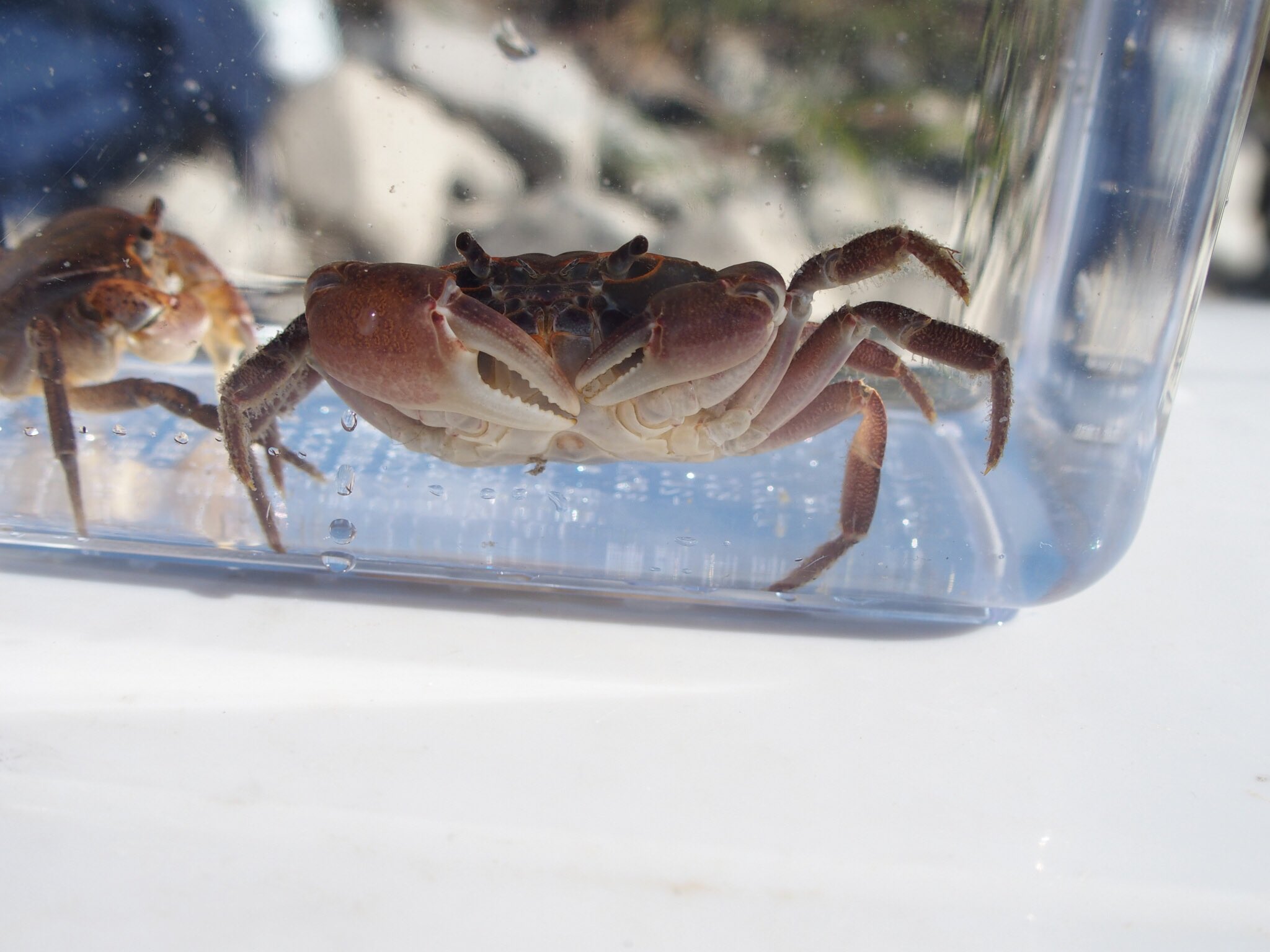 毒サワガニ Apparently if you feed crayfish only mackerel, you'll end up