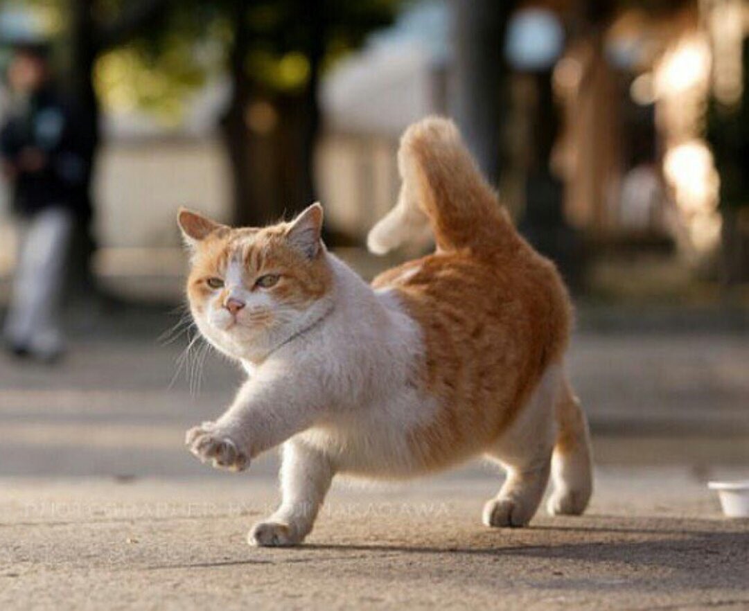 Смешной кот идёт