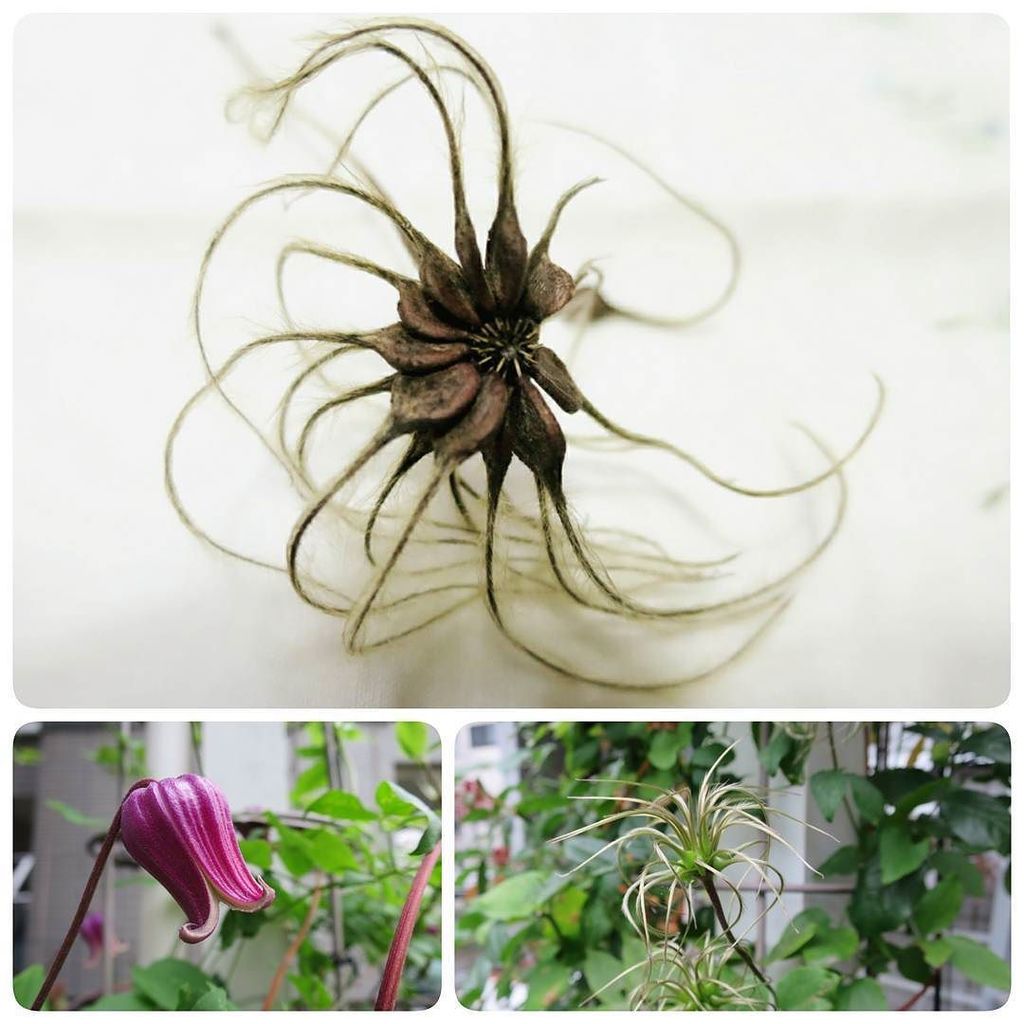 ヴィオルナ系 Twitter પર હ શટ ગ