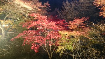 河鹿橋紅葉のライトアップ19の期間と時間は 駐車場や口コミも調査