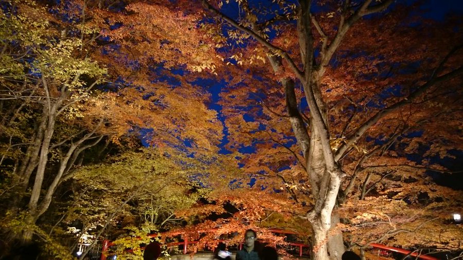 河鹿橋紅葉のライトアップ19の期間と時間は 駐車場や口コミも調査