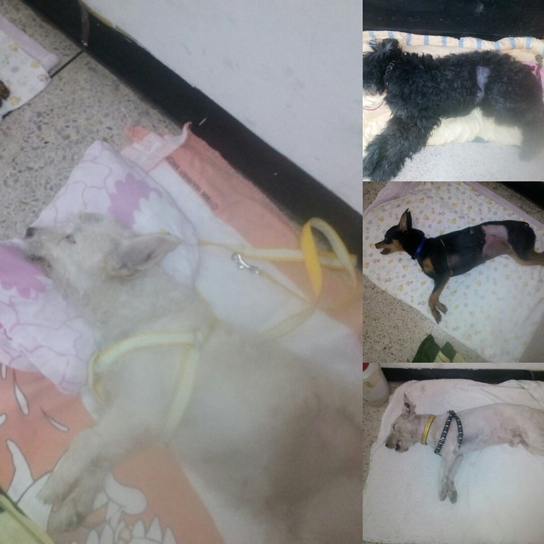 excelente jornada esterilización M.V. Adolfo Perozo, santa juana Mérida. Atendidos 50 peludos, desdé la 1pm a 7 pm