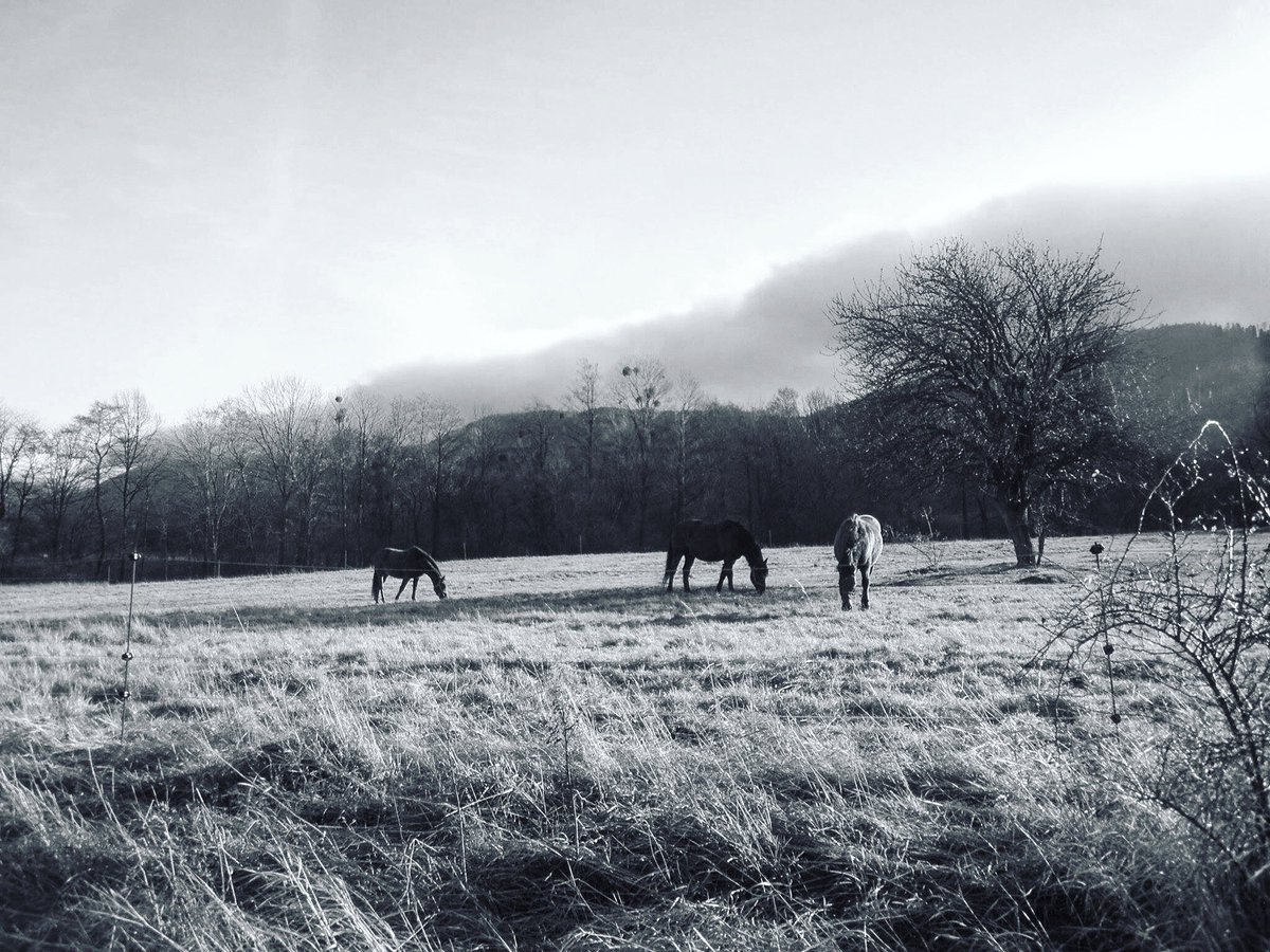 4eilan's tweet photo. Crispy p2 - #INTOTHEWILD  #wonderland /#woodland <3 #bnw #photography #NaturePhotography #easteurope #autumn #photographer https://t.co/Gixww9ATBc
