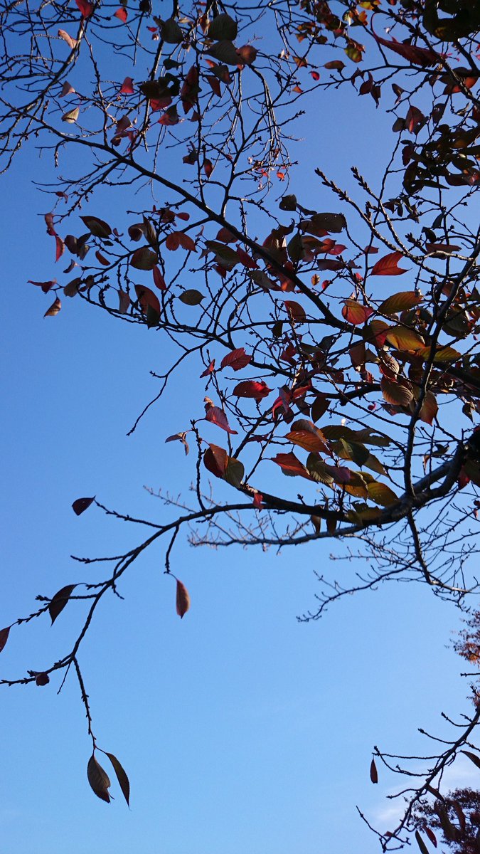 rm2625mo's tweet photo. 秋🍄🍁 https://t.co/zFeobQGI5E