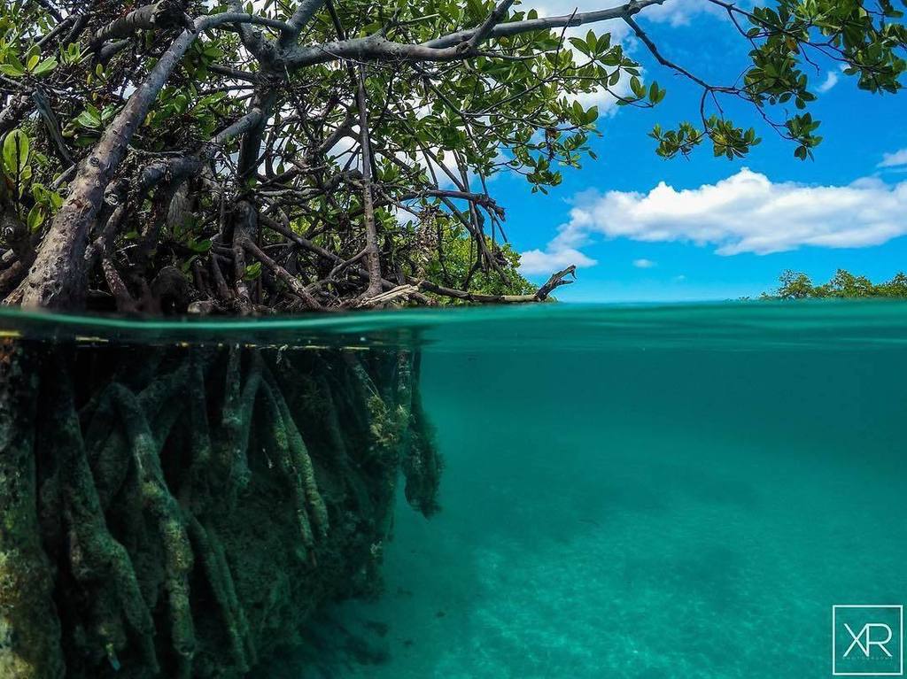 tiratepr's tweet photo. Un verdadero paraíso
✅ Cayo Aurora, Guánica
📸 @ilexander14
👥 Tag #Tiratepr
👻 Snapchat: Tiratepr
Llévate Tu Basura
#… https://t.co/90Dh8UM1wG