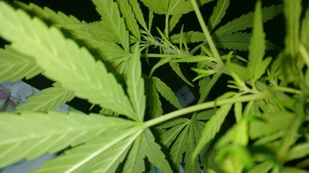 weedcontos's tweet photo. Bom dia https://t.co/8H20ULbW5C