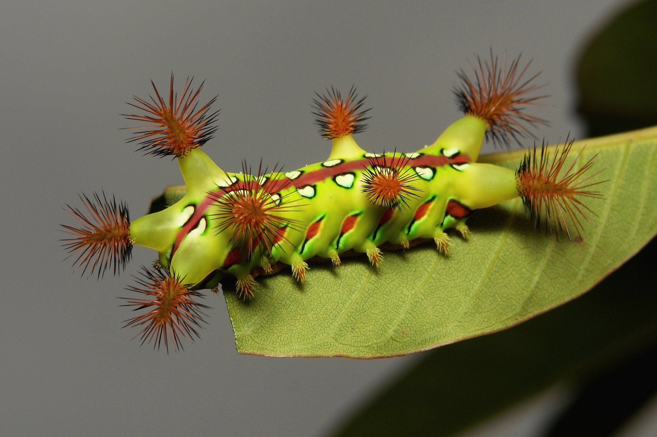улитка и гусеница. китайские гусеницы. сосновый шелкопряд гусеница.