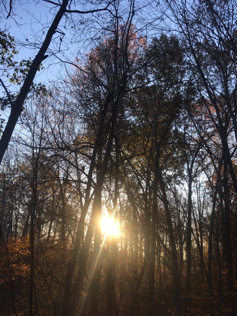LiveOhioDeer's tweet photo. Perfect Ohio morning. And oh btw how bout them buckeyes! https://t.co/1gtDQAlckx