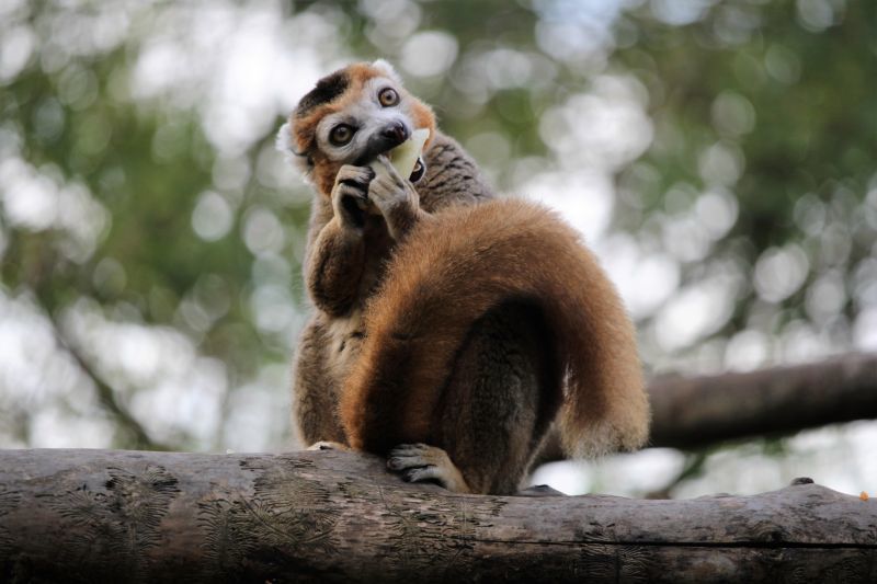Lemur Tale