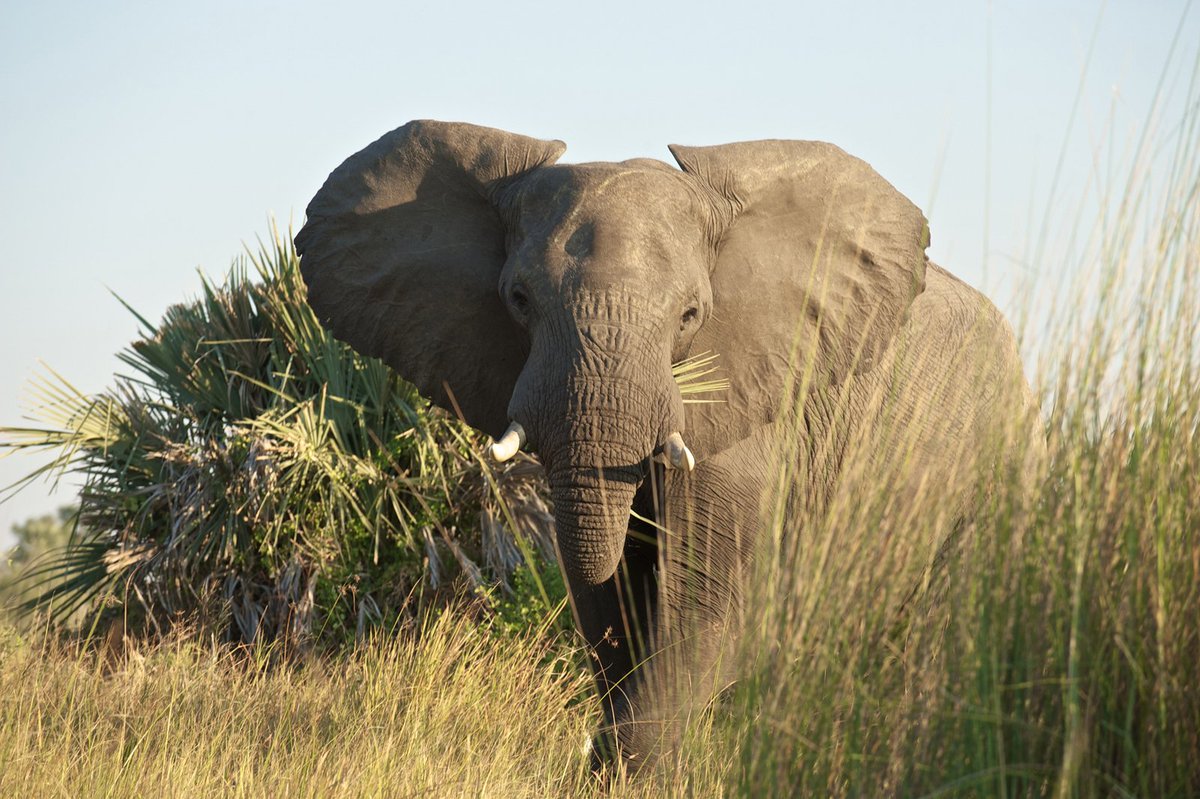 gorillacd's tweet image. Virunga is home to around 200 elephants. Learn more about how we&apos;re working to protect them: virunga.org/projects/eleph…