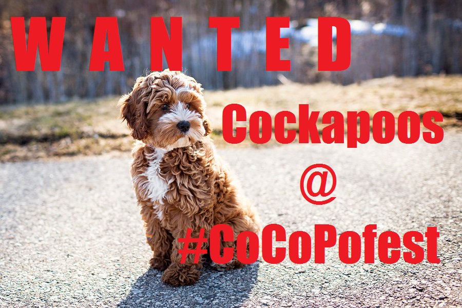 fenth_'s tweet photo. Day 2 of @cocopofest and not a kakapo in sight. Widening search to include cockapoos @billherbert @penelopeshuttle #Cocopofest https://t.co/XNrtewkRFG