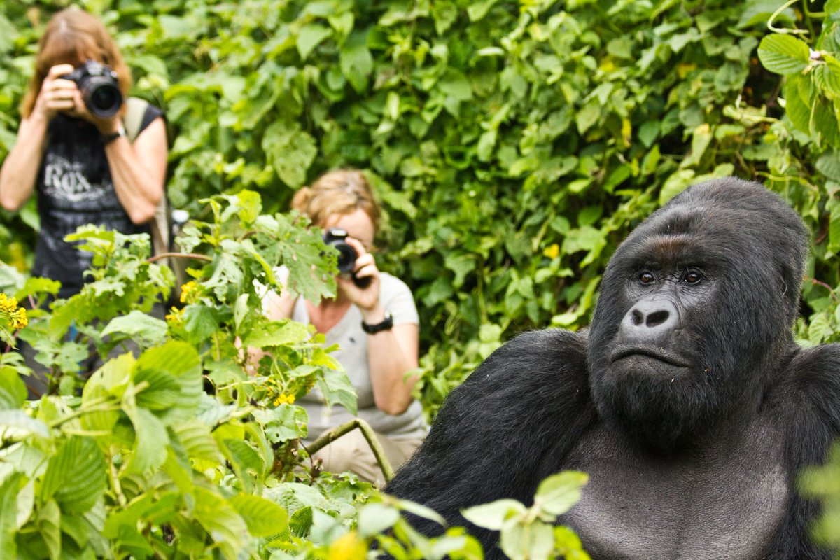 gorillacd's tweet image. One of the best ways to support #Virunga is to visit the park as a tourist! Find out what&apos;s on offer: visitvirunga.org #TravelTuesday