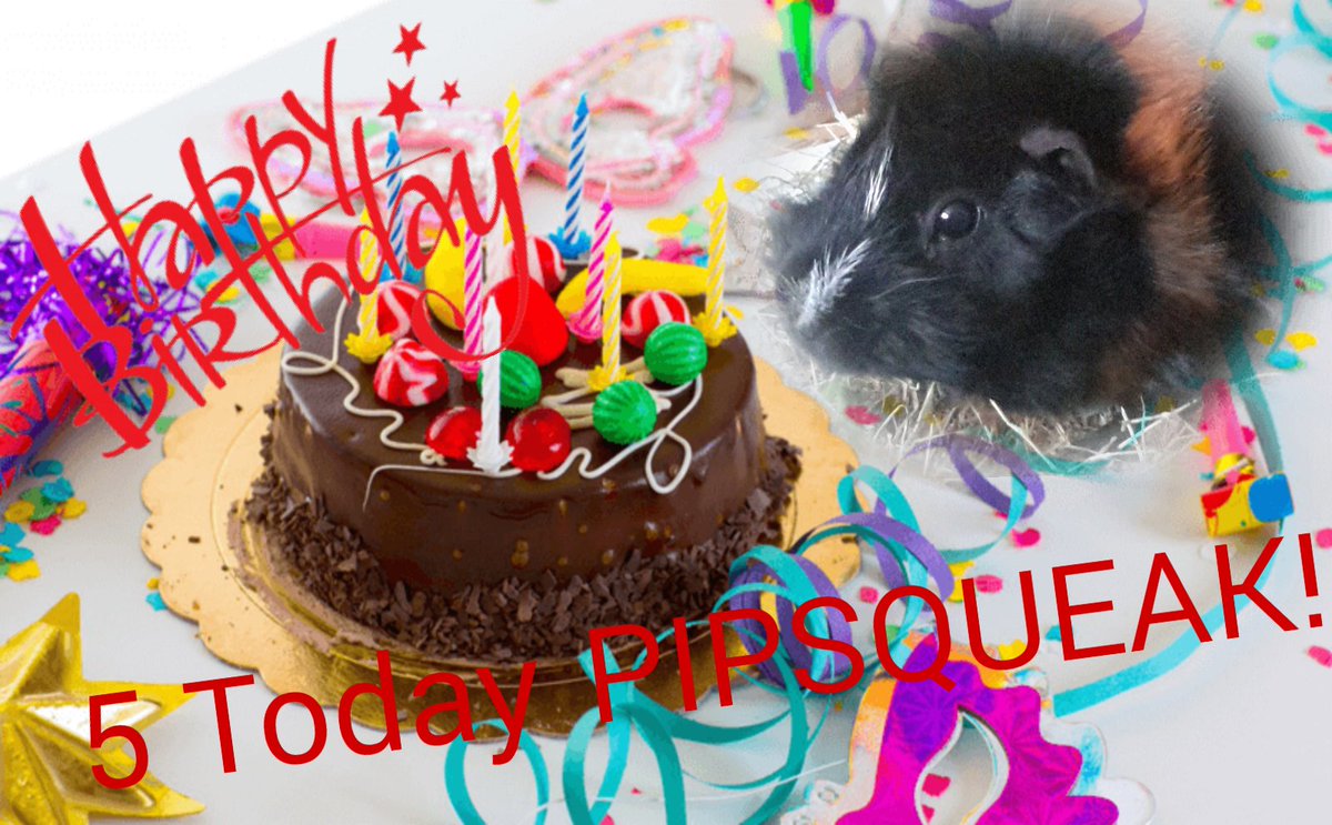 HAPPY 5th BIRTHDAY PIPSQUEAK! 🎁🎈🎂 We love you sweetie,extra cuddles and treats little one. Thank you BlackBerry Patch Rescue #AdoptDontShop