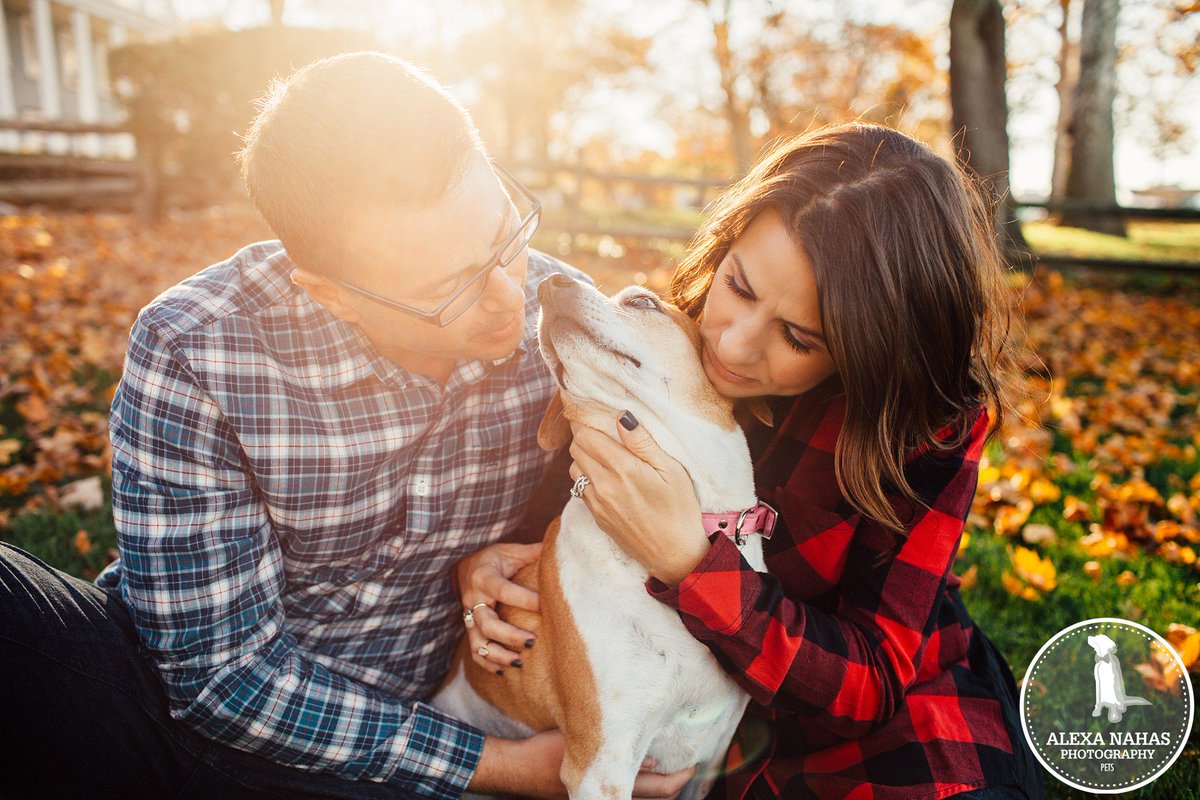 PawtraitPerfect's tweet image. Lovely Autumnal session now up by Alexa Nahas buff.ly/2g5rxkh #petphotography #petphotographer #dog #photography