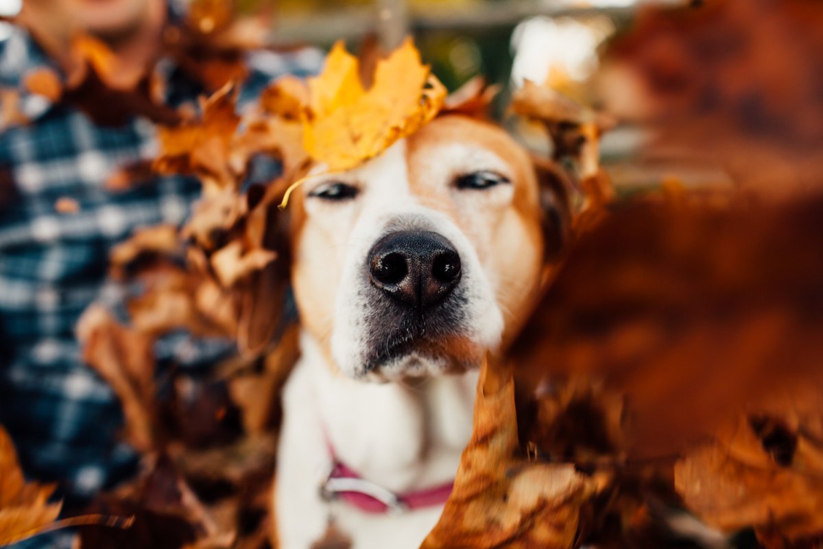 PawtraitPerfect's tweet image. Lovely Autumnal session now up by Alexa Nahas buff.ly/2g5rxkh #petphotography #petphotographer #dog #photography