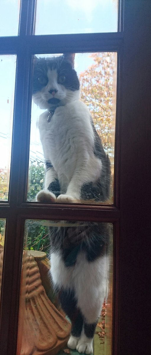 Rock Lobster tweet media