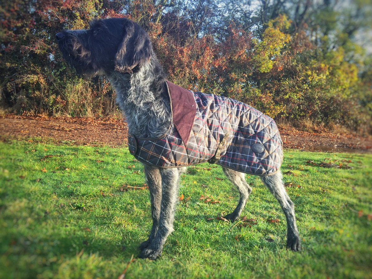 Today's outfit #barbour #barbourdog #theguncupboard @barbour @barbourdogs @guncupboard #gwp #autumnleaves #poser
