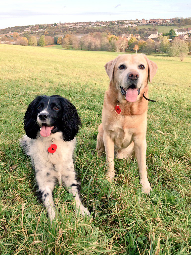 _MariaMadison_'s tweet image. We remember them all.Including all #serviceanimals.#armedforces #animals#wardogs #waranimals#armisticeday#dogs