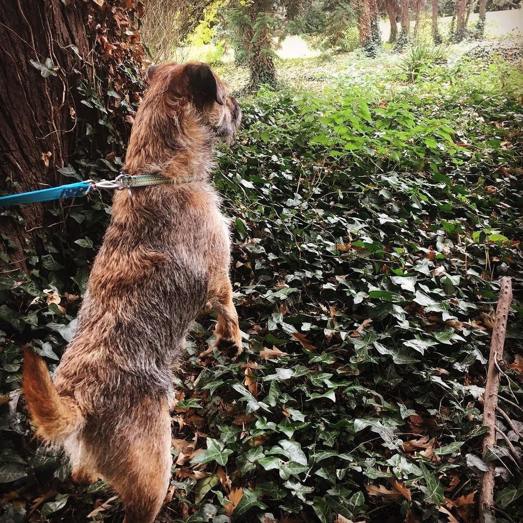 aoifecmcc's tweet photo. Meerkat impostor🐶🐿🐾🌳 #grizz #walkies #borderterrier #squirrelhunting
.
.
.
#btsofinstagram… https://t.co/GFqo0Djufg https://t.co/wjQoZiV147