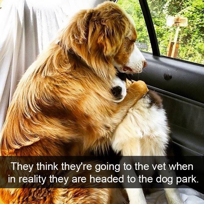 The right to comfort and love each other openly and honestly.😊💜#PetBillOfRights