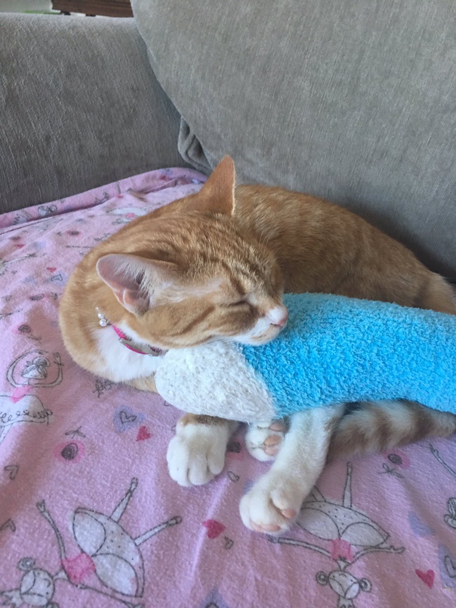 LukeLaceyCuties's tweet photo. Moms sock is the best for a #nap #KittyProbs #Zzzzzzz #CatsOfTwitter https://t.co/Yvp05YguKZ