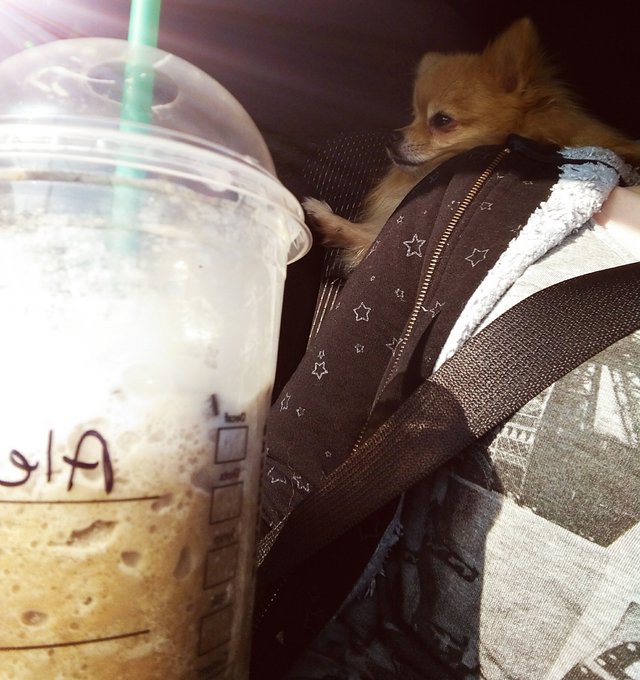 Starbucks and pups! #DesiArnazJrJr #PeppermintMocha #frappuccino https://t.co/KhMCGZK4PS<a href="/tag/desiarnazjrjr"class="tags">#DesiArnazJrJr</a><a href="/tag/peppermintmocha"class="tags">#PeppermintMocha</a><a href="/tag/frappuccino"class="tags"><span>#frappuccino</span></a>