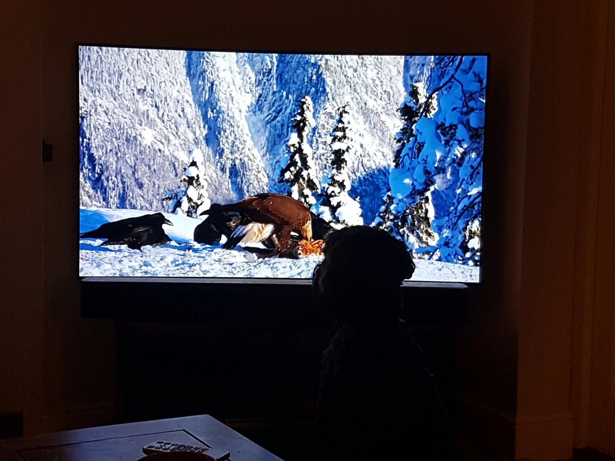 AlexMexicoRome's tweet photo. Monty has a new favourite activity; watching #planetearth2 #screenhog #absorbed https://t.co/EsQ3XllQ9G
