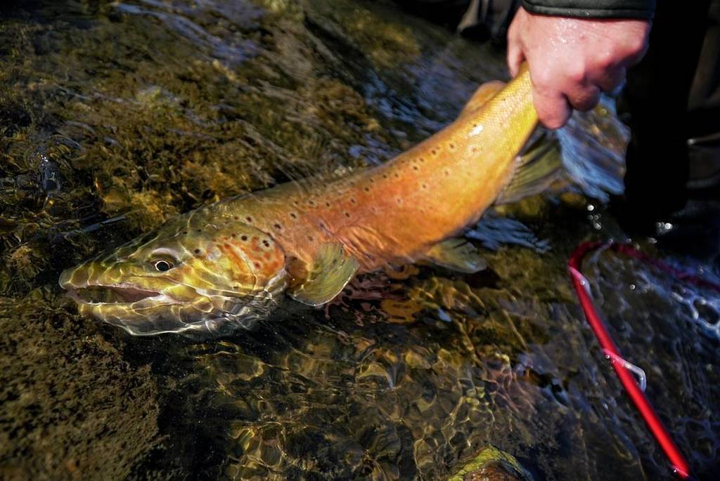 YukonGF's tweet photo. @sanjuanandeggs let's one soak. #flyfishing #colorado #rising3474 #allenflyfishing #smithi… https://t.co/4HAxp9z136 https://t.co/TT7aofgbWz
