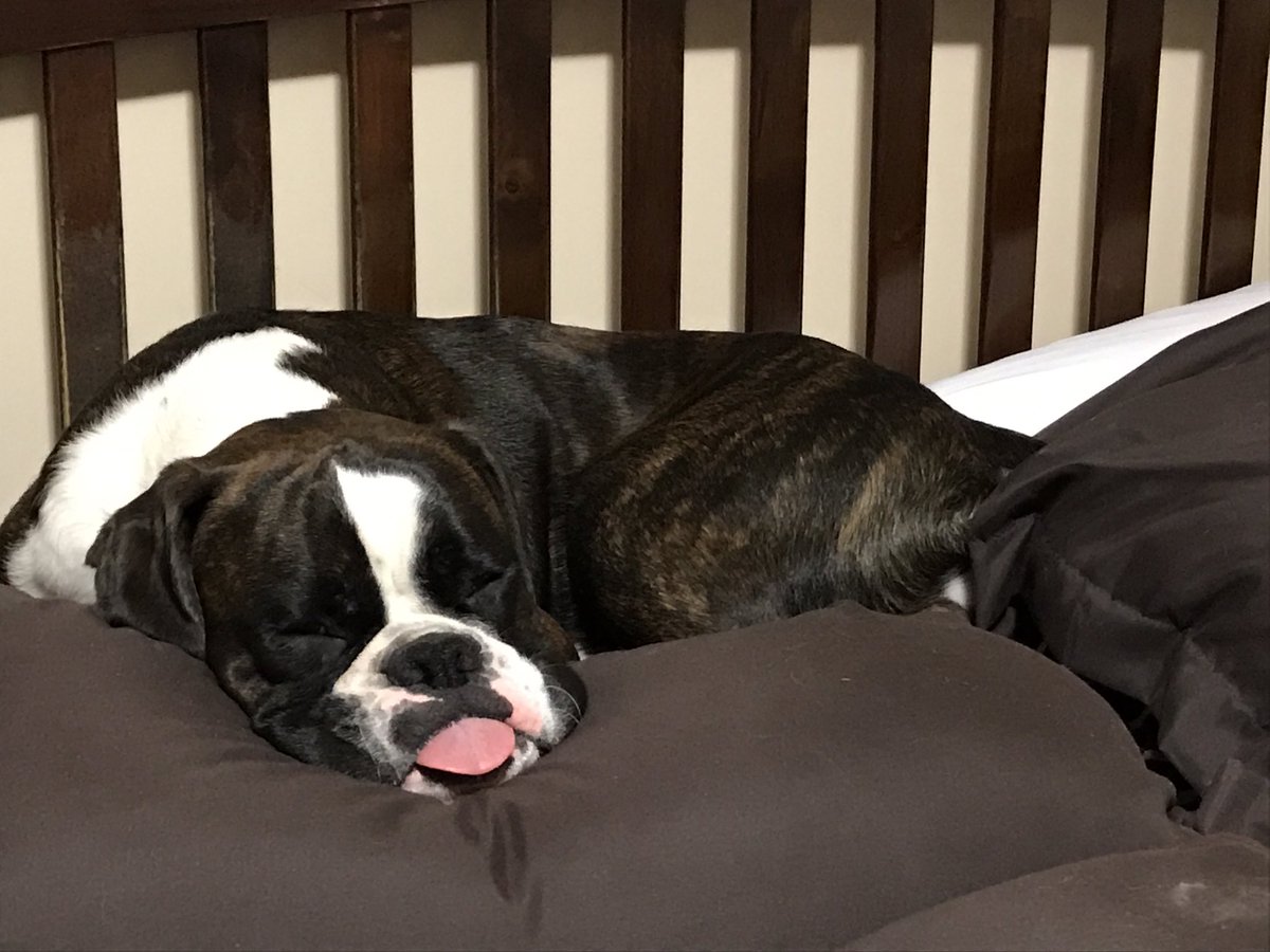 CrueTheBoxer's tweet photo. #SleepyPuppy #BoxerDog #boxerdoglife #dogsoftwitter #DogLife #doglovers @AnimalLoversHub @JulezPooh https://t.co/8WDT9vQbvx