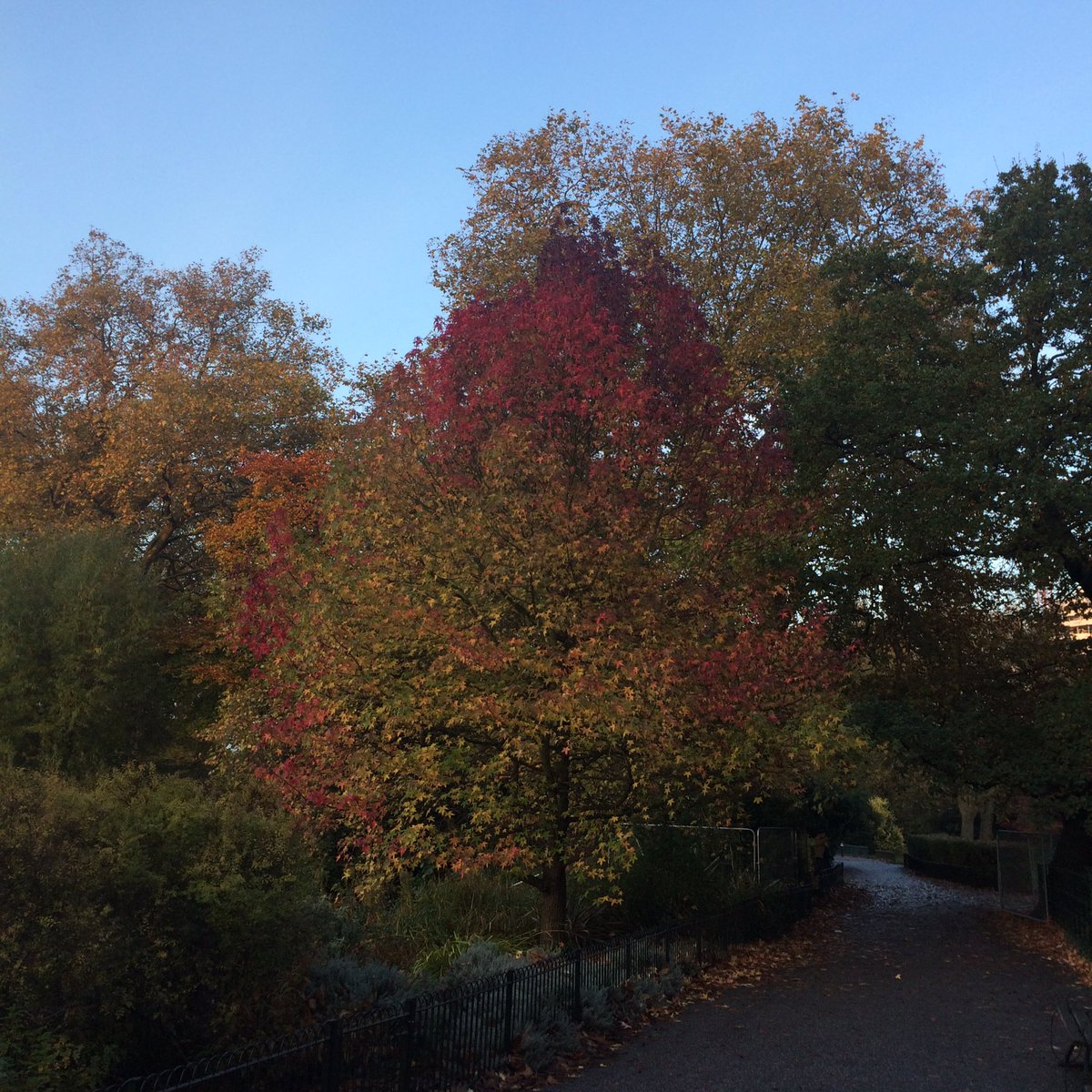 London_Likes's tweet photo. Beautiful crisp autumn day at #BatterseaPark #autumn #Fall #Battersea https://t.co/4SqQw3ZIry