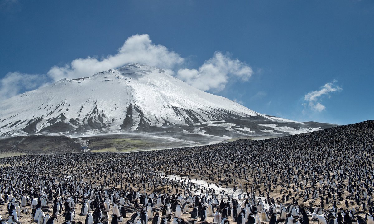 StormHour's tweet photo. Planet Earth II:  Zavodovski Island, with its colony of chinstrap penguins. Photograph: Getty Images https://t.co/QbAxAeOre0 #StormHour https://t.co/venxhFfhL2