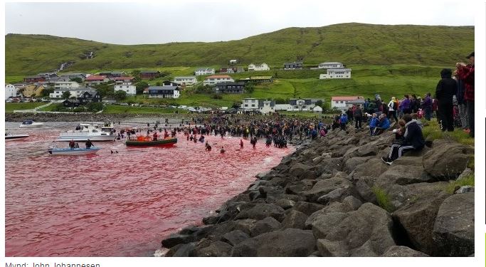 0ct0n0n's tweet photo. One is #Taiji, one is #FaroeIslands Do you see any difference #OpKillingBay #EU https://t.co/wCrm62acYJ