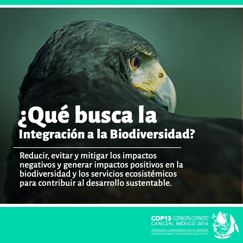 Para más información sobre la Integración a la Biodiversidad te invitamos a visitar: buff.ly/2fIZqTG #COP13