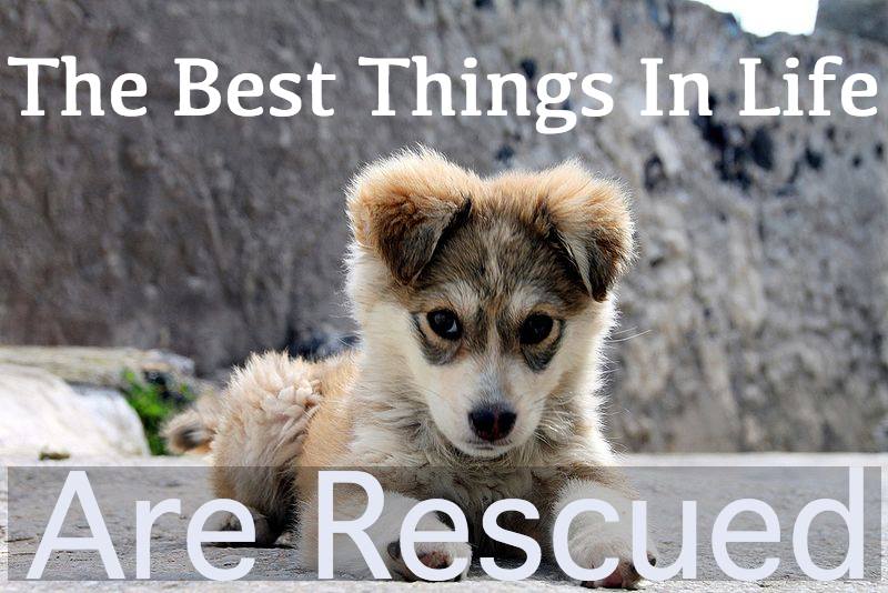 AnimalRightsPrj's tweet photo. The Best Things in Life Are Rescued

#animals #rescueanimals #dogs #rescuedog #RescueMe #SaveAShelterDog #AdoptDontShop #HelpAnimalRescues https://t.co/kIlvLjYw7d