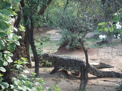 ColCaCo's tweet image. Into the wild with reptiles - alligators at Suncity. 
#southafrica #suncity #alligator #alligatorfeeding #reptile #wild #animal #woods