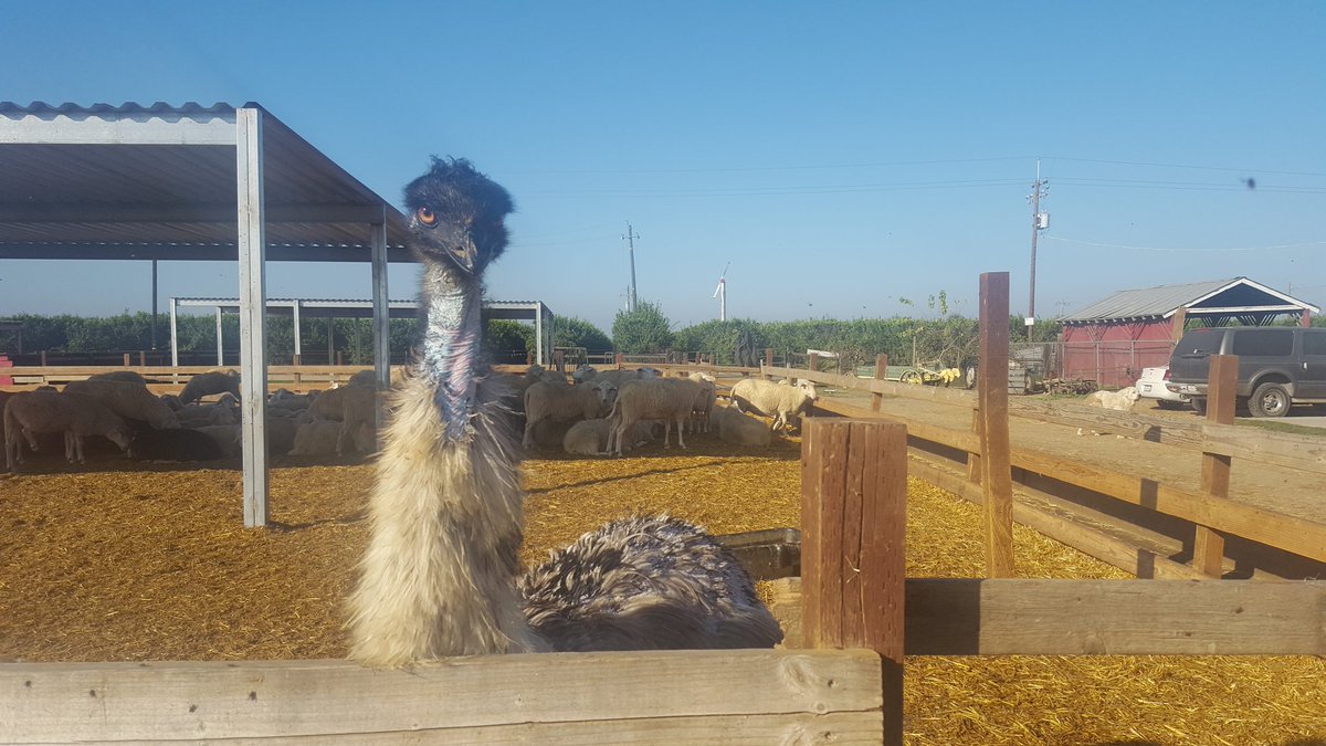 Golden Valley Farm (@farm_golden) / Posts / X