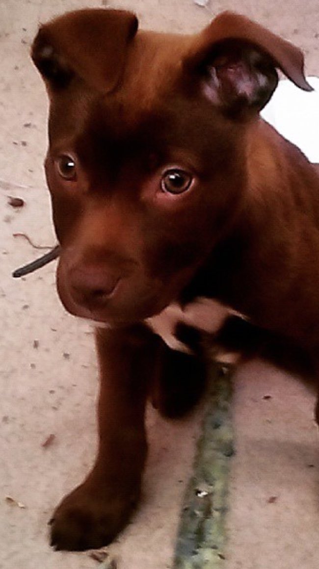 When I stop playing jadakiss my dog look at me like this <a href="/Therealkiss/">JADAKISS</a>