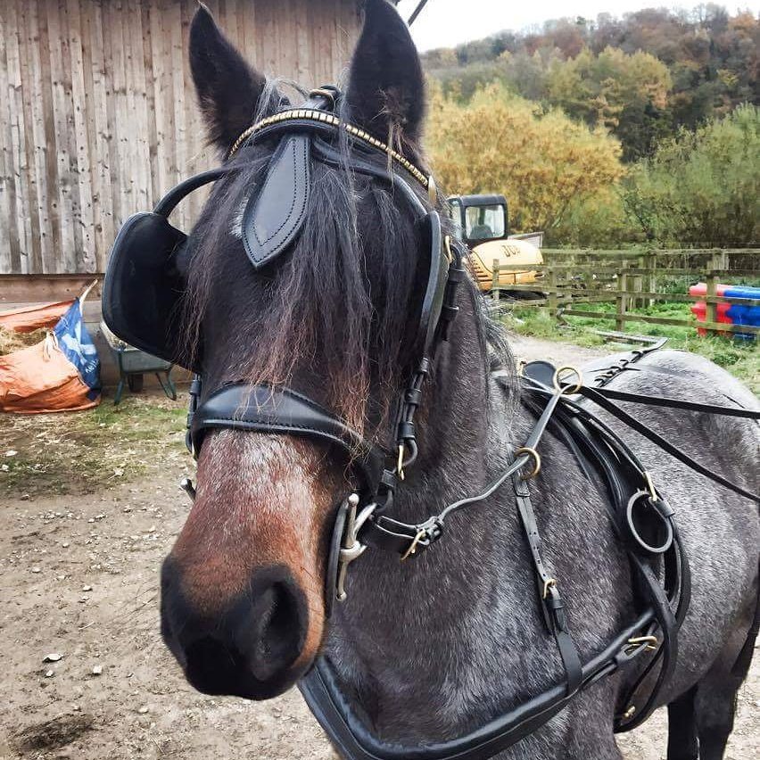 JoshNeateCD's tweet image. This is Misty my new pony, i've had her for a week now and today was her first time in harness and she was an angel!