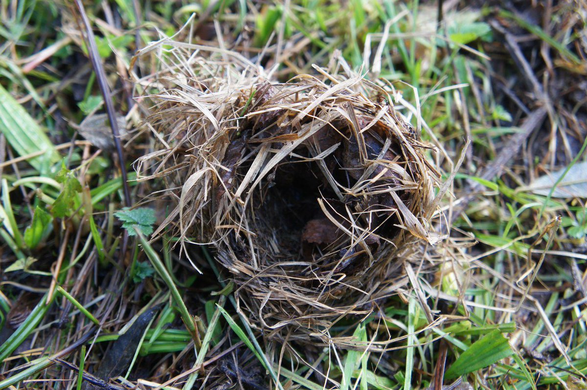 Exeter Trees tweet media