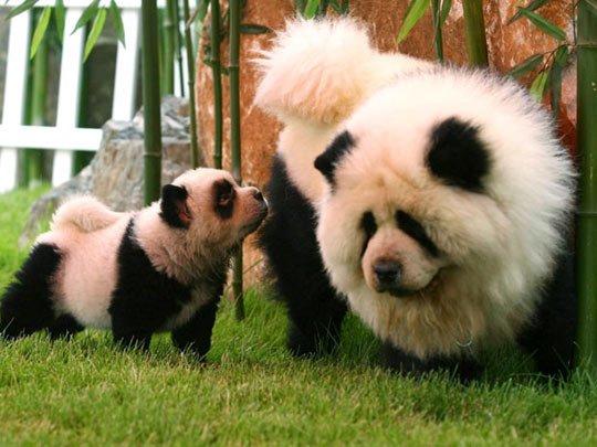 choirgirl293's tweet photo. @LittleRed_Panda #pandadogs https://t.co/c5ZGwxVye9