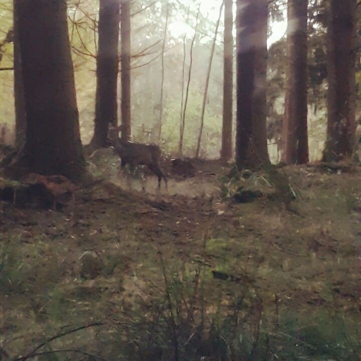ElenaAllenGB's tweet photo. Close encounter with a roe buck kid

#roe #roedeer #deer #woodland #wilddeer #animals #wildanimals #animalsofinstag… https://t.co/TwBRtgVoZU