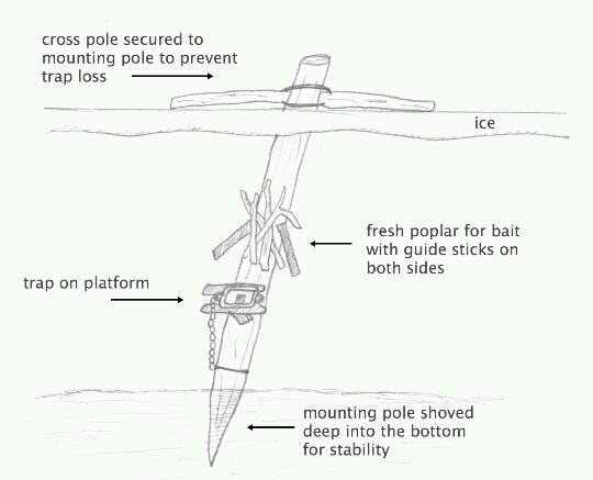 mysurvivalplan's tweet image. Beaver trap bait includes sticks from aspen or poplar trees because beavers eat bark. 

#SurvivalTips #TrappingTips
