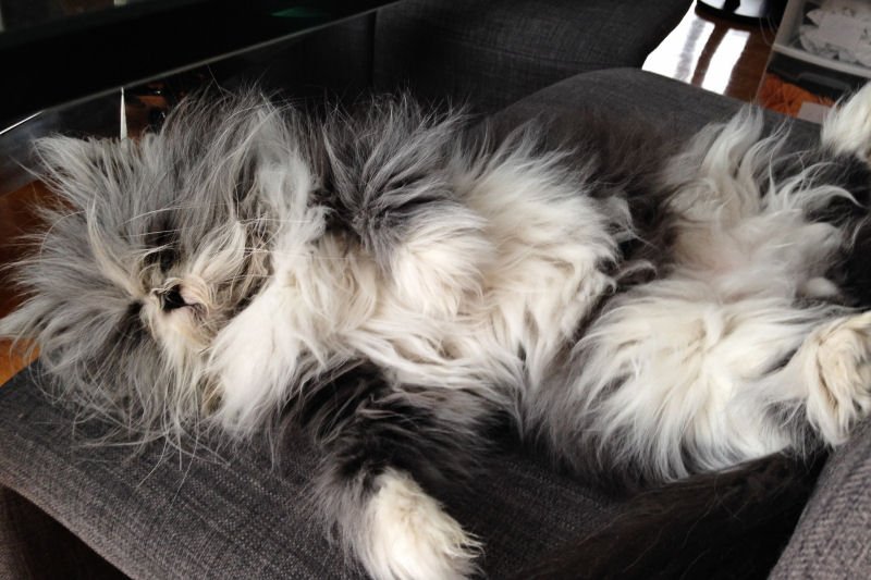 Dezi__Roo's tweet photo. This adorable cat has a condition called 'werewolf' syndrome ~ https://t.co/Pi9h0Bef4X #cutecats https://t.co/hGSBRPVNgs