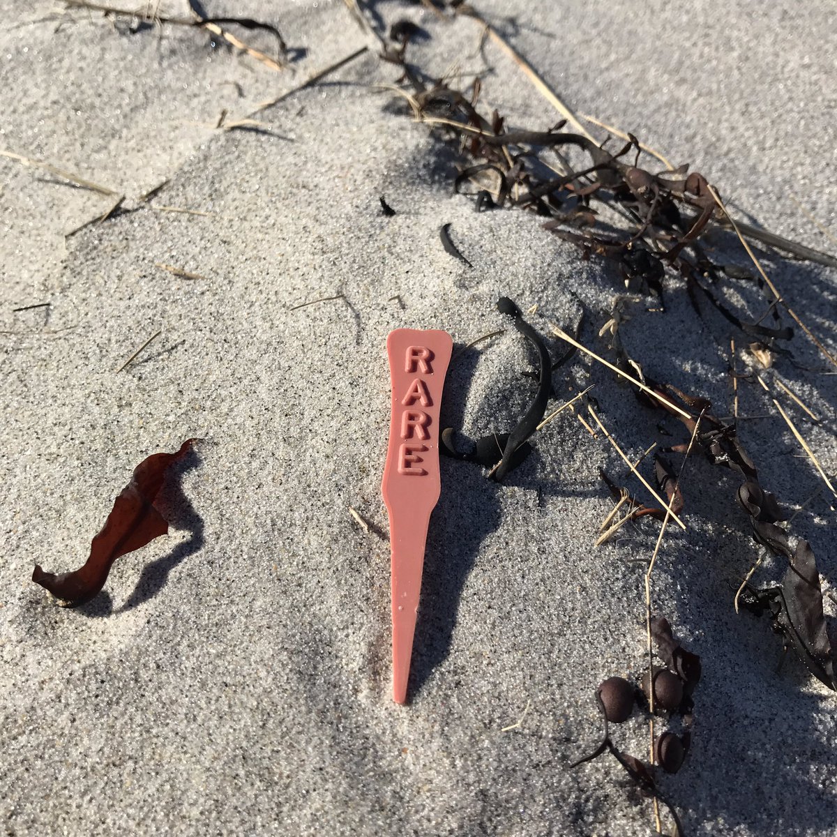 PlasticStrands's tweet image. A (not so) rare find. #plasticpollution removed from @CraneBeachMass on our 13Nov16 #beachclean